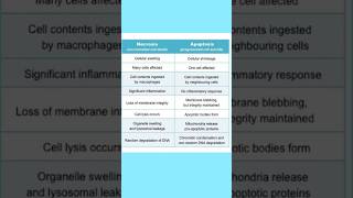 Apoptosis vs Necrosis in short biology cellbiology [upl. by Lillith]