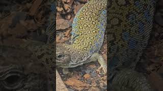 Jeweled Lacerta Beautiful Lizard [upl. by Eirb]