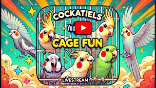 Cockatiels Cage Fun Live Stream with Our Feathered Friends [upl. by Rennat622]