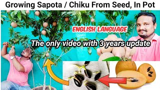 How To Grow Sapodilla  Chiku From Seed In Pot  3 Years Update From seed to harvesting [upl. by Nayar366]