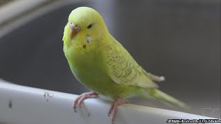 Female parakeet  budgie amazing calling sounds  Female budgie singing and calling sounds [upl. by Anuala]