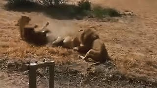 Fight Happened between 4 Kambula Male Lions amp Red Road Male with Nharu Lioness  Lion Warfare [upl. by Esimaj]