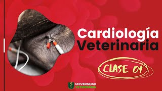 CARDIOLOGÍA VETERINARIA  CLASE 01 [upl. by Bannon553]