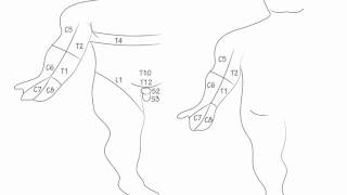 Dermatomes Draw it to Know it Neuroanatomy [upl. by Lieberman]