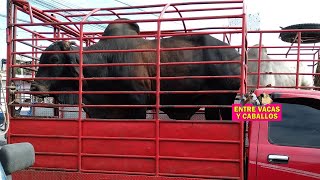 Entre Vacas Y Caballos Video Del Mercado De Animales Bonitos Toros Brahman A Buen Precio🤠🐮🐴 [upl. by Sixel976]