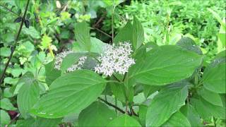 Cornus Sanguinea Dogwood as Bonsai May 2019 [upl. by Araeic]