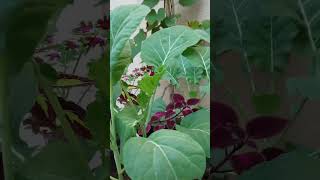 EM VASO plants hortaemvaso backyardgardening facts plantar fruit plantaremvaso hortifrut [upl. by Ahseenal]