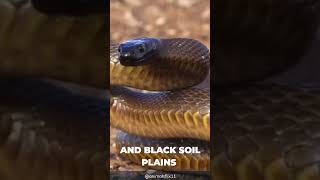 The Inland Taipan ❙ World´s Most Venomous Snake [upl. by Sybley]