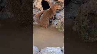 mongoose hunts cassava Tropical Forest Bees mongoose [upl. by Sancha6]