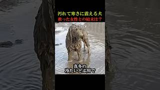 汚れて寒さに震える犬を救った女性との結末は？動物 感動 animals [upl. by Sezen732]