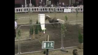 River Casanova 2012 Pony Young Irelander winner Millstreet [upl. by Aisek]