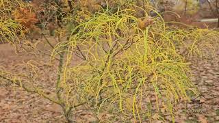 Rhamnus frangula Asplenifolia krušina olšová [upl. by Efrem]