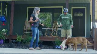 Retriever Puppy Training Series  Socialization Part 2 Introducing a Puppy To An Older Dog [upl. by Yaresed396]