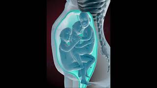 Precious moments of Triplets inside the womb 3D Animation [upl. by Laden]