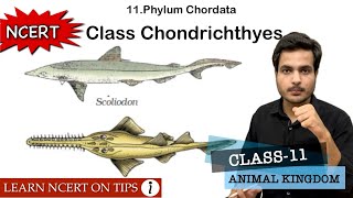 Class Chondrichthyes  Phylum Chordata  Class11 Bio NCERT On Tips  Mnemonics Inside the video🔥 [upl. by Ailito]