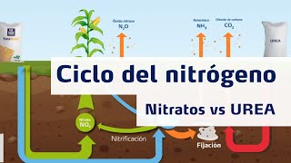 Ciclo del Nitrógeno  Nitratos vs Urea [upl. by Scheers]