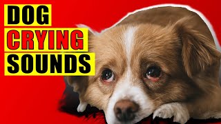 Dog Crying Sounds 15 Dog Breeds Crying Sound Effect Loud Whining Puppy Cry Sounds [upl. by Yhtorod874]