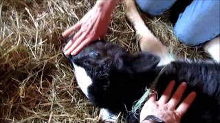 How to Dehorn a Calf using Cauterization [upl. by Nilorac]