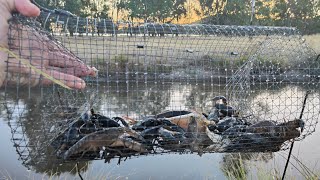 The Yabby Motherload I Caught So Many Yabbies [upl. by Viva]