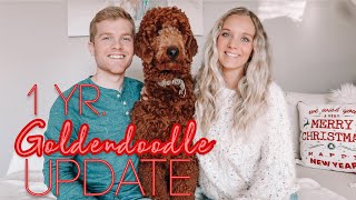 1 YR GOLDENDOODLE UPDATE Training shedding personality best products etc [upl. by Aerdnahc]