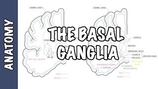 The Basal Ganglia Clinical Anatomy [upl. by Adorne]