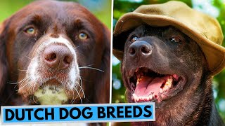 TOP 10 Dutch Dog Breeds List [upl. by Rora]