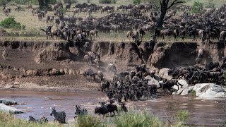 Great Migration Serengeti Tanzania by Mileman Media  September 2023 [upl. by Anawek442]