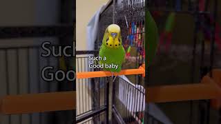 Amazing Youre Amazing  Boba the Budgie  Talking Parakeet petshorts [upl. by Atirac]