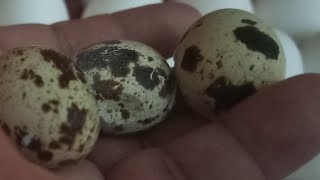 GODS GRACE CHANNEL is live Asmr peeling quail egg easy and relaxing [upl. by Nathaniel]