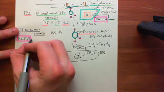 Receptor Tyrosine Kinases Part 13 [upl. by Leinod]