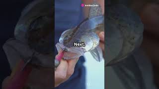 Top 5 Lures for Catching Giant Bass bassfishing angler fishing entertainment facts anglerfish [upl. by Ayifa184]