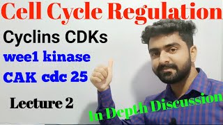 Cell Cycle Regulation  Cyclins and CDKs  Role of wee1 kinase CAK and cdc 25  Lecture2 [upl. by Revkah]