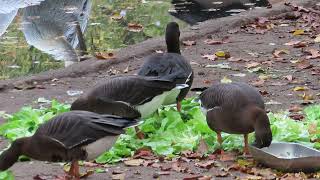 Enrichment for lesser white fronted geese [upl. by Haymes911]