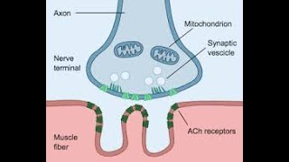 Skeletal muscle contraction [upl. by Falk]