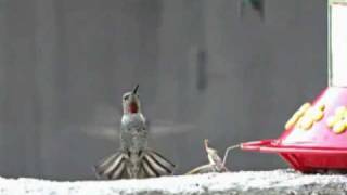 Mantide Religiosa attacca Colibrì al volo  moviola fantastica [upl. by Sivahc]