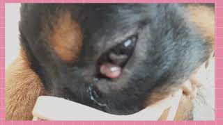 cheery eye prolapse of nictating membrane surgical removal of third eyelid of Rottweiler dog [upl. by Leviralc206]