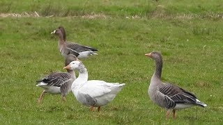 Feral domestic goose with greylags [upl. by Farl250]