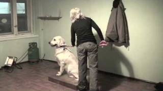 Bono spotkanie 1 i 2  Agresywny Golden Retriever [upl. by Annayi208]