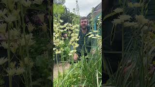 Camassia flowers Semiplena are later than many other camassia flowers Great bulbs for height [upl. by Netsruk]