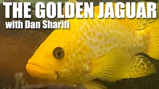 The Gold Jaguar a species profile on Parachromis managuensis with Cichlids of the Americas [upl. by Franny720]