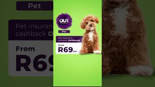 OUTsurance l Maltipoo [upl. by Erbes]