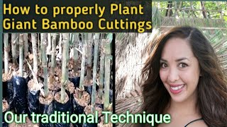 GiantBamboo DendrocalamusAsper How to Plant the right way  Giant Bamboo cuttingsPropagules [upl. by Yatnoed]