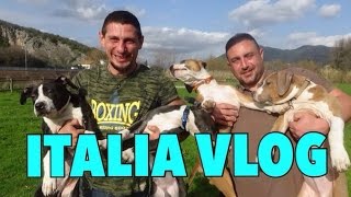 VLOGСОБАЧИЙ ДЕНЬ American Staffordshire terrier [upl. by Wieche]