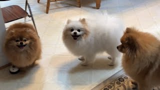 Pomeranians The Ultimate Playtime Antics cute moments [upl. by Nahtanha]