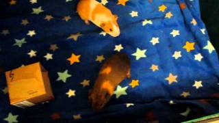 baby guinea pigs popcorning and squeaking in campc fleece cage [upl. by Reinaldos]