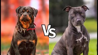 Pitbull vs Rottweiler Real Fight  Who Would Survive [upl. by Veal]