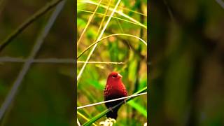 Red Munia Call  Strawberry Finch  Red Avadavat  Bird Call  Bird Song [upl. by Osborne846]