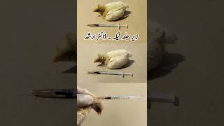 Subcutaneous Injection Administration in Poultry Birds  Dr ARSHAD [upl. by Wedurn]