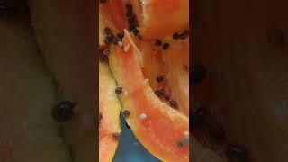 papaya seeds for planting [upl. by Feledy]