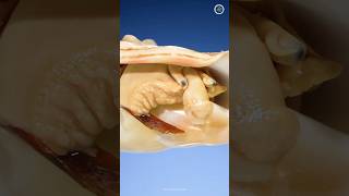 Inside A Conch Shell science sciencefacts [upl. by Vitale]